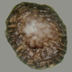 It looks like a rotten Brussels sprout, but it’s a billion-year-old fossil. This enhanced microscope image shows an outer wall of sausage-shaped cells enclosing an inner cell mass.